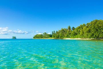 Summertime Tranquility Palms