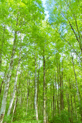 Obraz premium Branches Background Trees