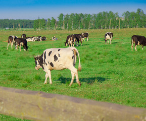 On a meadow Grazing Producing Milk