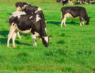 Cows Grazing Grazing