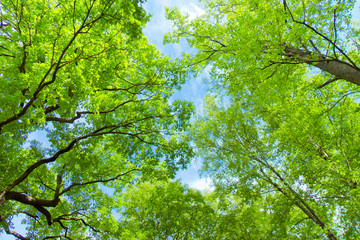 Natural Background Deep in a Park Summer Hight