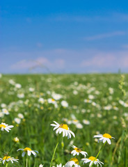 Blossoms of Daisies Field Decorated Flowers Blooming