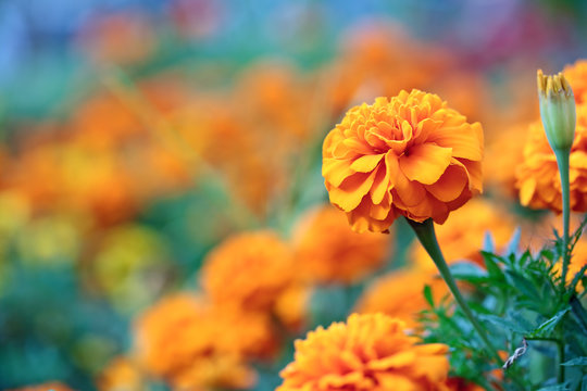 Fototapeta Beautiful orange flower on blurred plants background