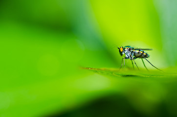 long legs fly in green nature