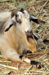 Fototapeta premium Goat