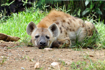 spotted hyena