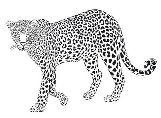 Naklejka premium Leopard schwarz weiss