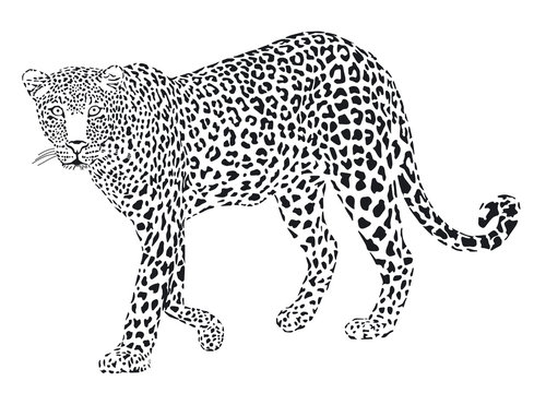 Leopard schwarz weiss