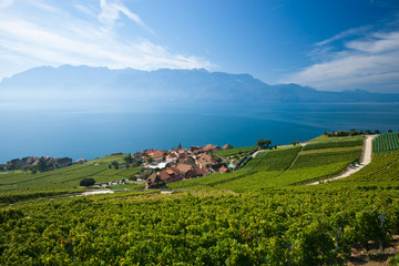 Lavaux vineyards on Lake Geneva - 35564344
