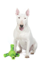 gentillesse du bull terrier