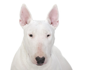 Obraz premium gros plan sur le museau du bull terrier blanc