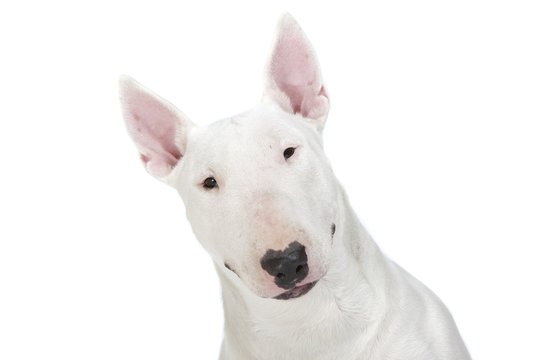 portrait en gros plan du bull terrier