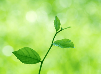 Green leaves with natural