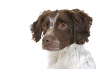 beautiful head ot the britanny spaniel
