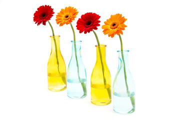 Gerbera in vase