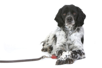 épagneul breton à l'air vif