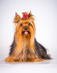 Naklejka premium Yorkshire Terrier