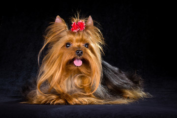 Naklejka premium Yorkshire Terrier
