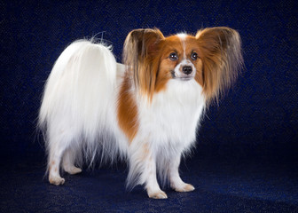 Papillon dog