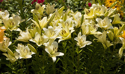 White lilies