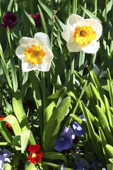 Two white narcissuses