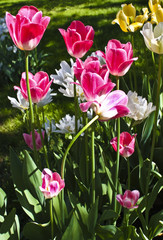 Pink tulips