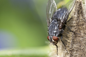 Naklejka premium House fly (Musca domestica)