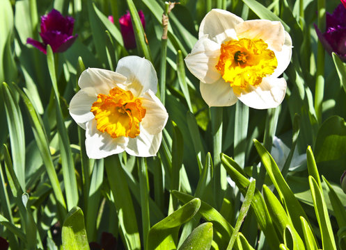 Two white narcissus