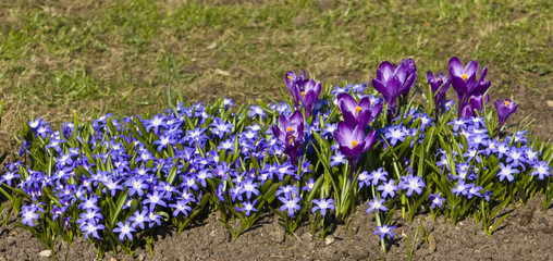 Crocuses