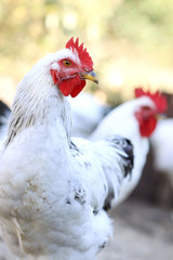 rooster and hens, poultry on the farm yard