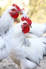 rooster and hens, poultry on the farm yard