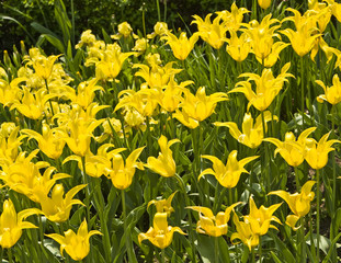 Yellow tulips