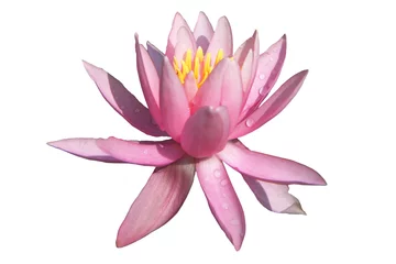Afwasbaar Fotobehang Waterlelie pink water lily flower isolated on white background