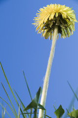 dandelion blossom near