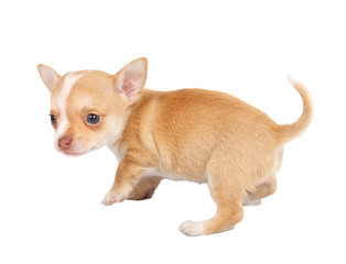 portrait of a cute purebred puppy chihuahua in front of white ba