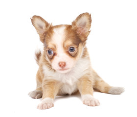 Naklejka premium portrait of a cute purebred puppy chihuahua in front of white ba