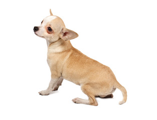 portrait of a cute purebred puppy chihuahua in front of white ba