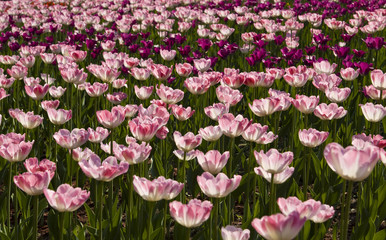 Pink tulips
