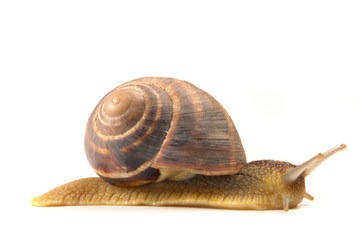 Snail