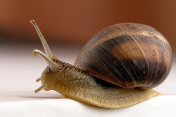 Snail
