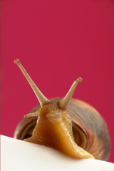 Snail
