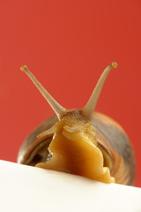 Snail