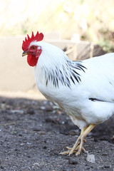 rooster on the farm yard