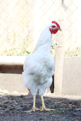cute funny young rooster on the farm yard