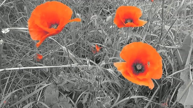 Coquelicots
