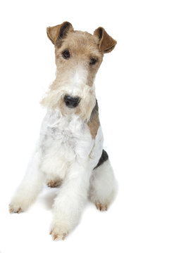 fox terrier assis tr&egrave;s droit