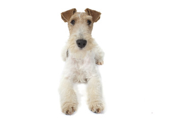 fox terrier allongé de face