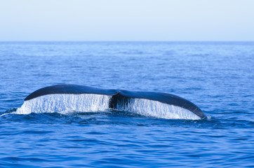Fototapeta premium Wieloryb biskajski północnoatlantycki
