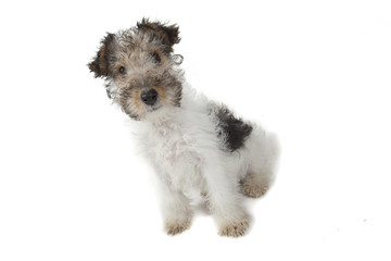 fox terrier assis de côté