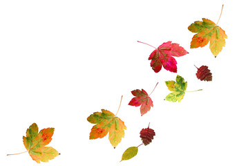 bunte Ahornblätter fallen im Herbst